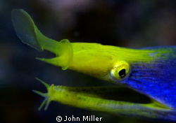 Blue ribbon eel by John Miller 